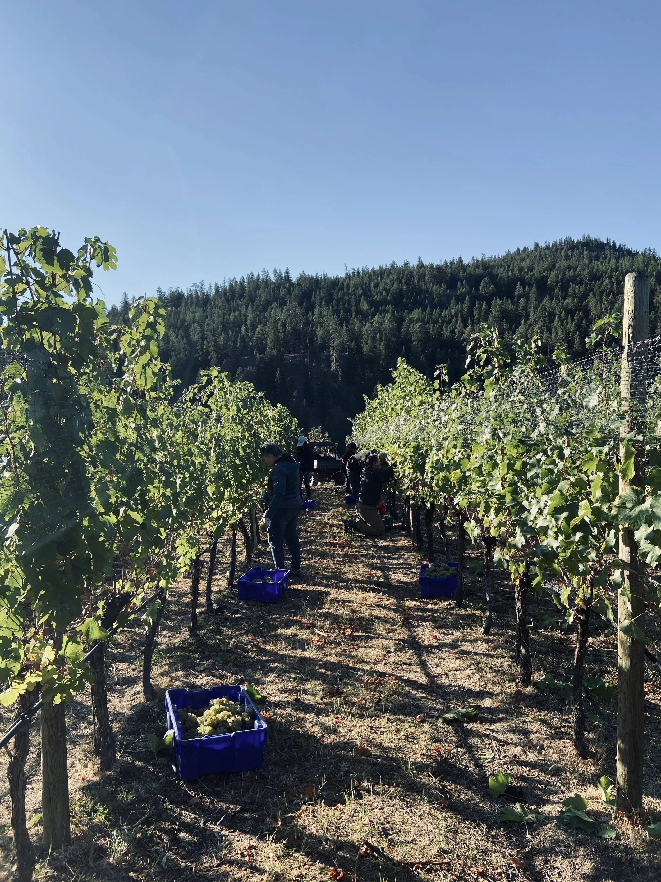 LIGHTNING ROCK HARVESTING PINOT AT CANYON VIEW.jpg