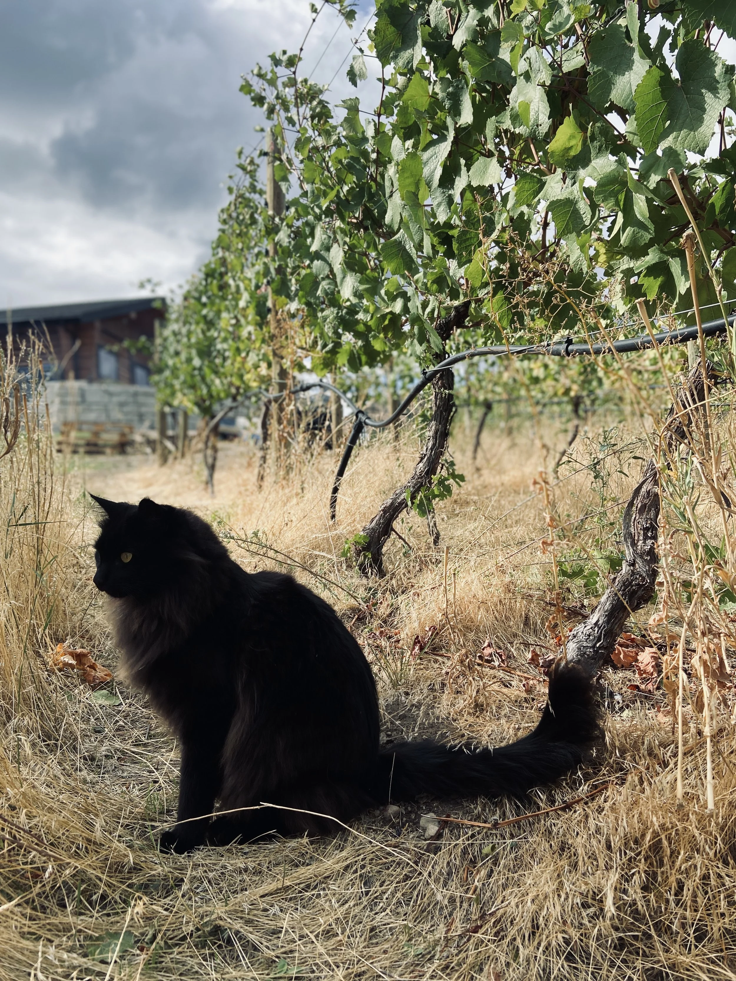 LIGHTNING ROCK PINOT NOIR THE CAT IN ELYSIA.jpg