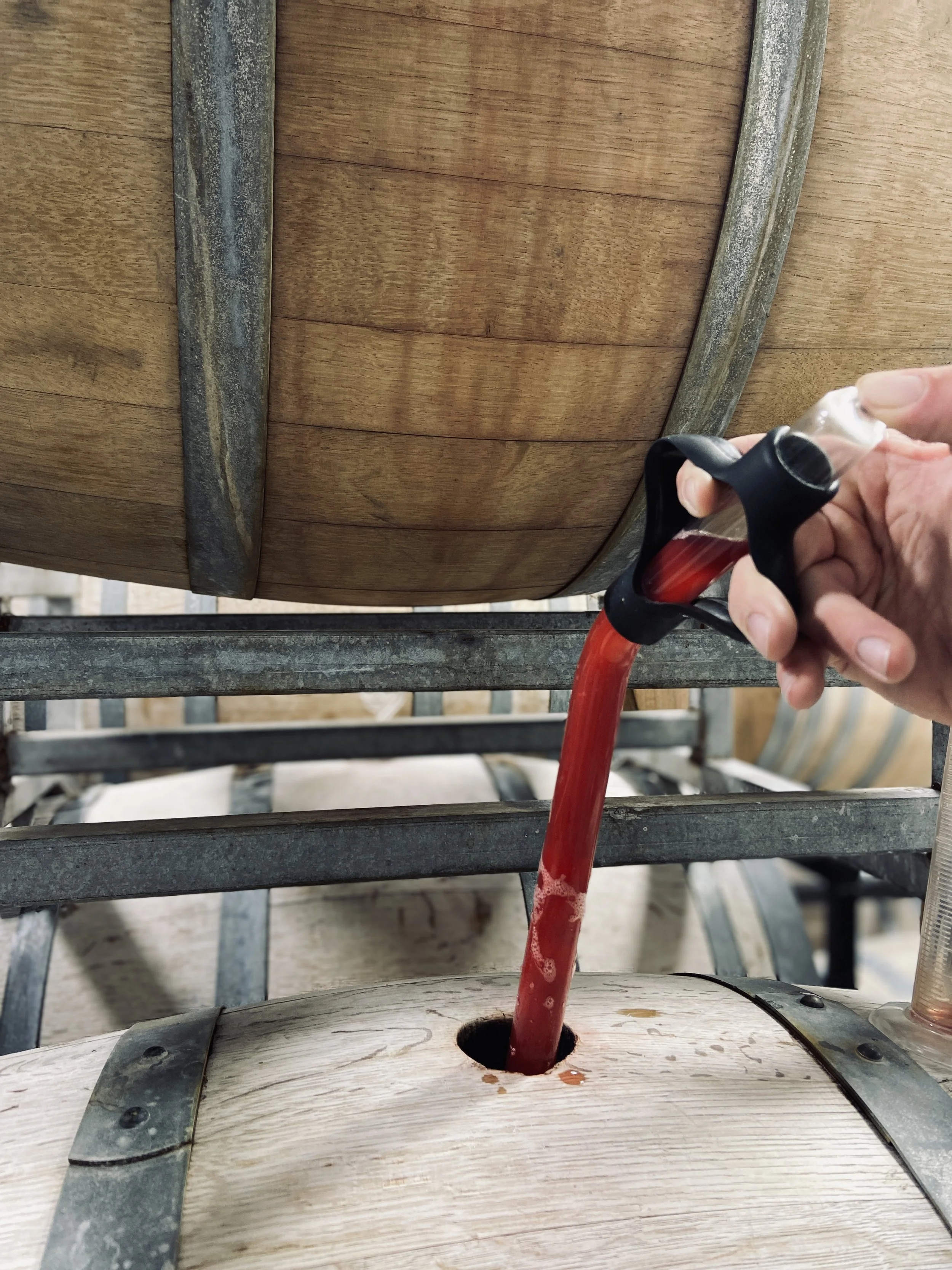 LIGHTNING ROCK ROSE IN BARREL.jpg