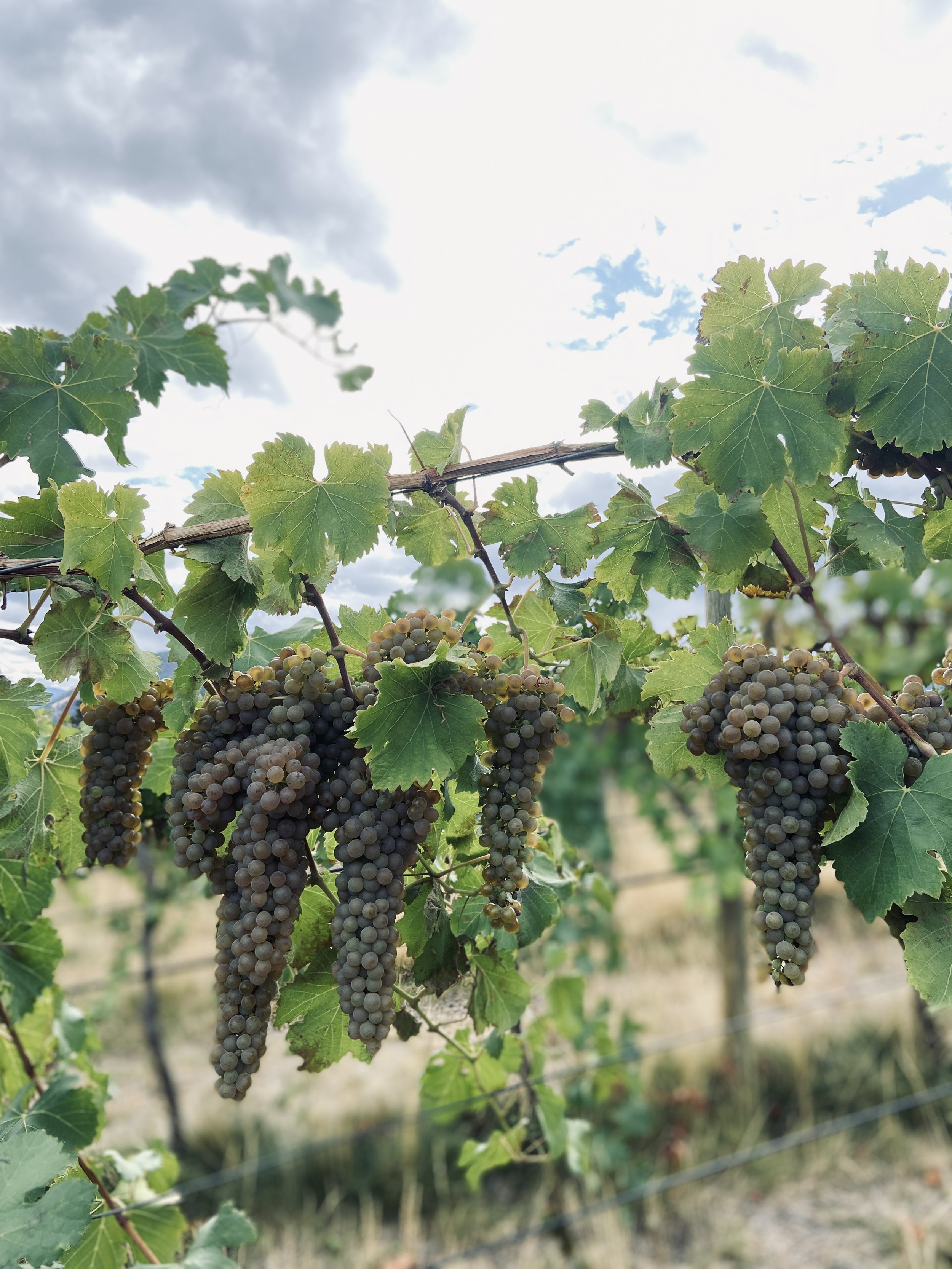 LIGHTNING ROCK ELYSIA VIOGNIER CLUSTERS.jpg