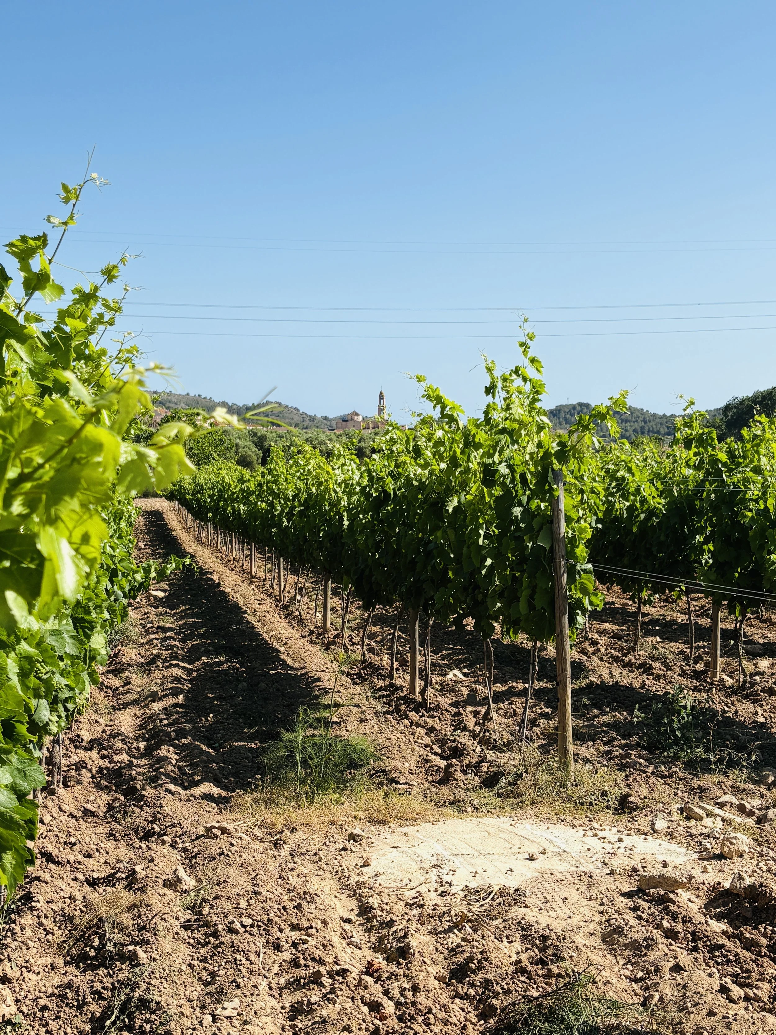 PARTIDA CREUS VINEYARD.jpg