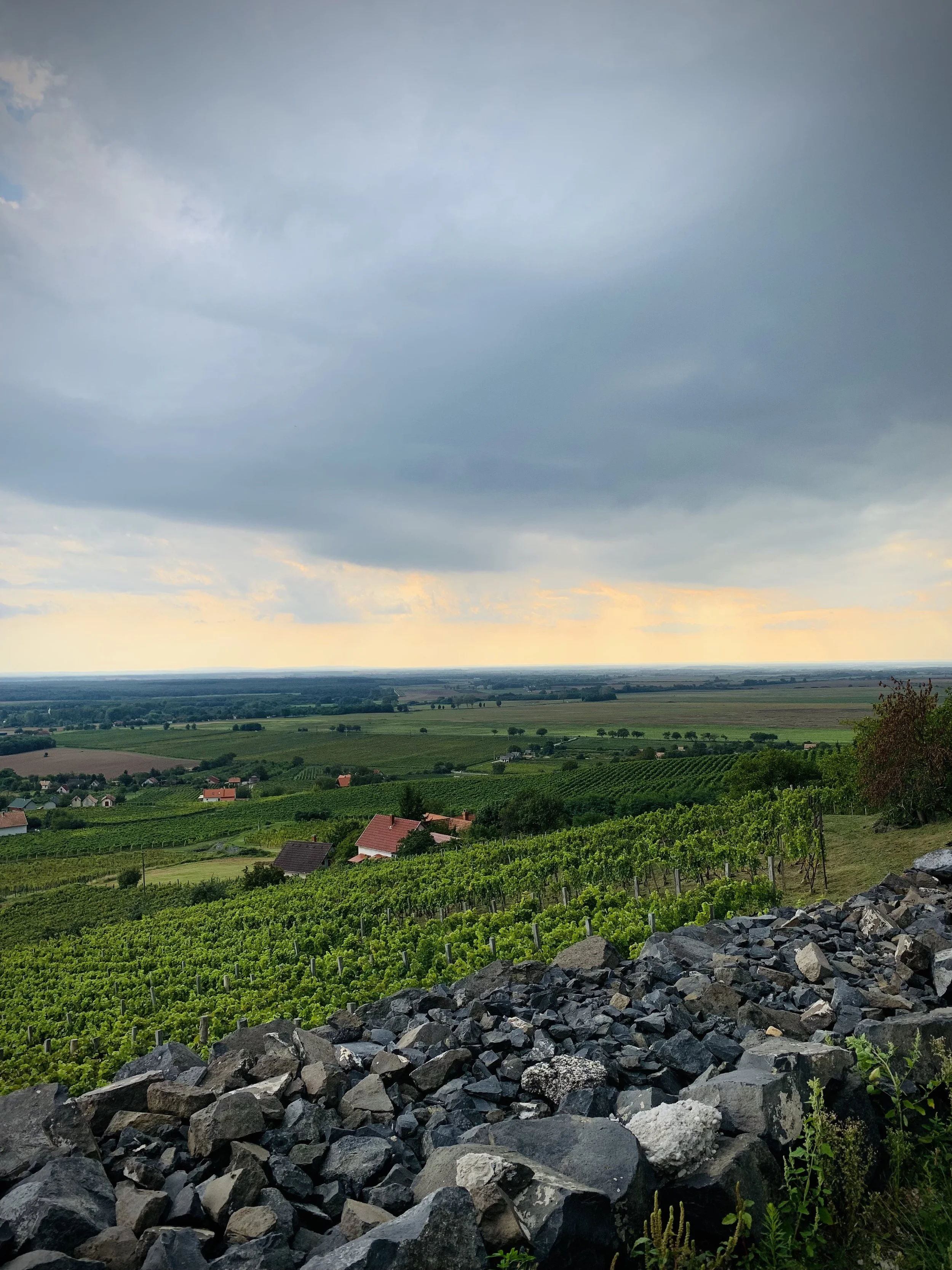 PETER WETZER SOMLO VINEYARD 4.jpeg