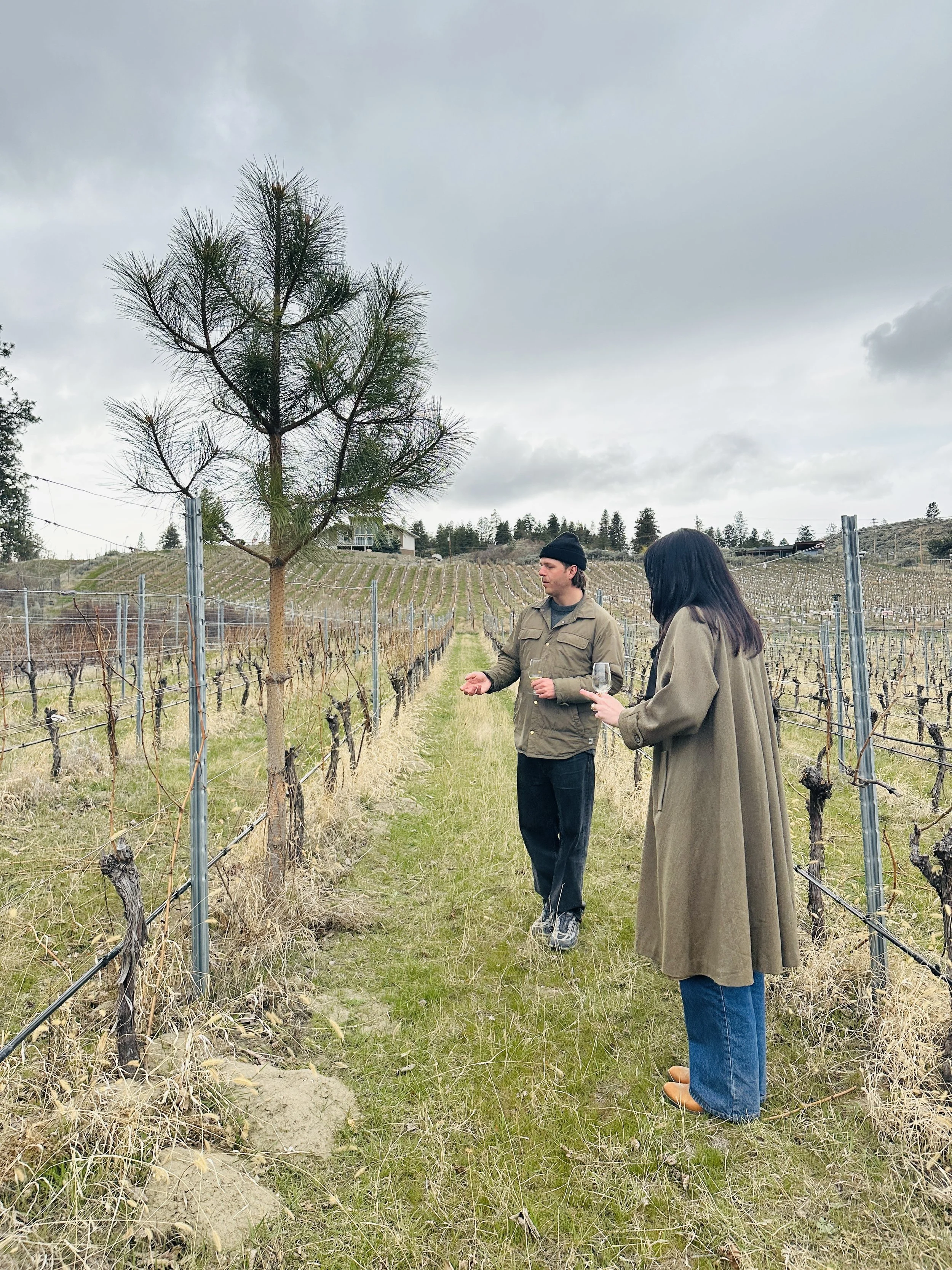 SAGE HILLS VINEYARD WITH TREE.jpg