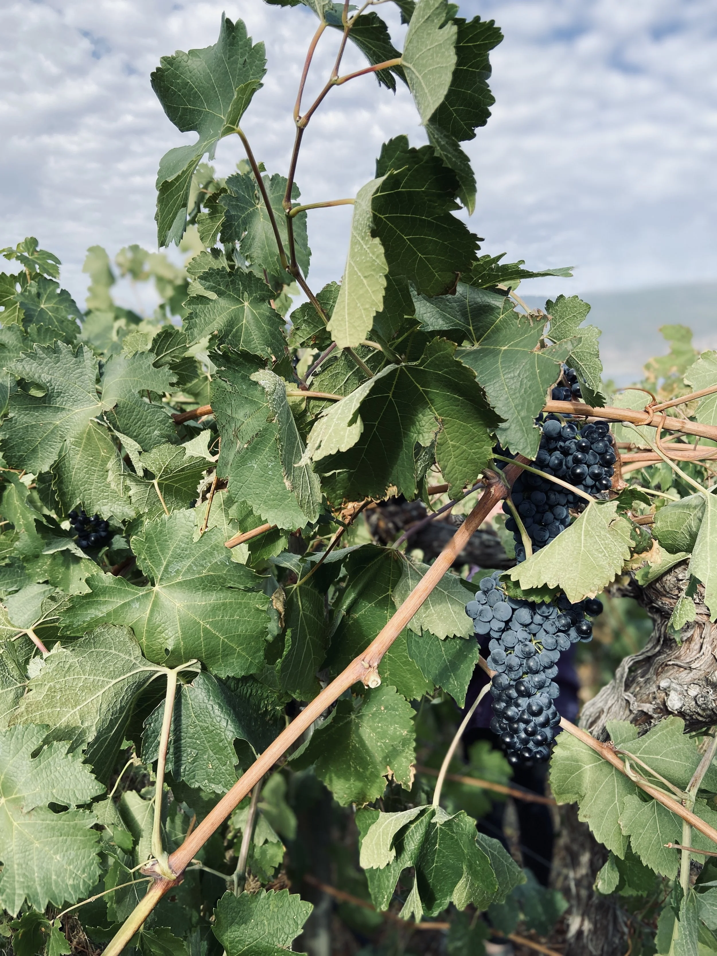 LIGHTNING ROCK ELYSIA SYRAH CLUSTERS.jpg