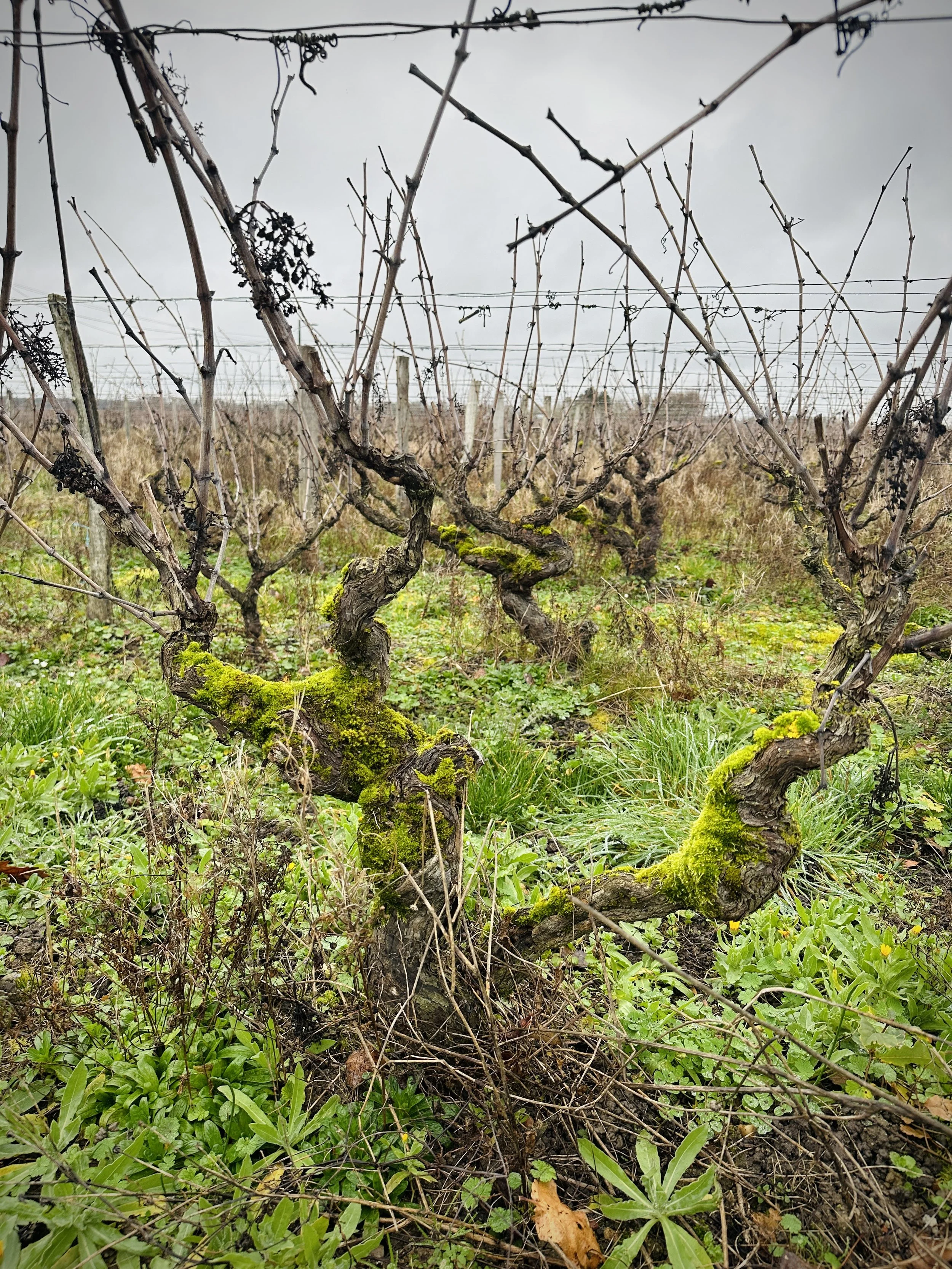 DOMAINE BRETON VOUVRAY VINES.jpg