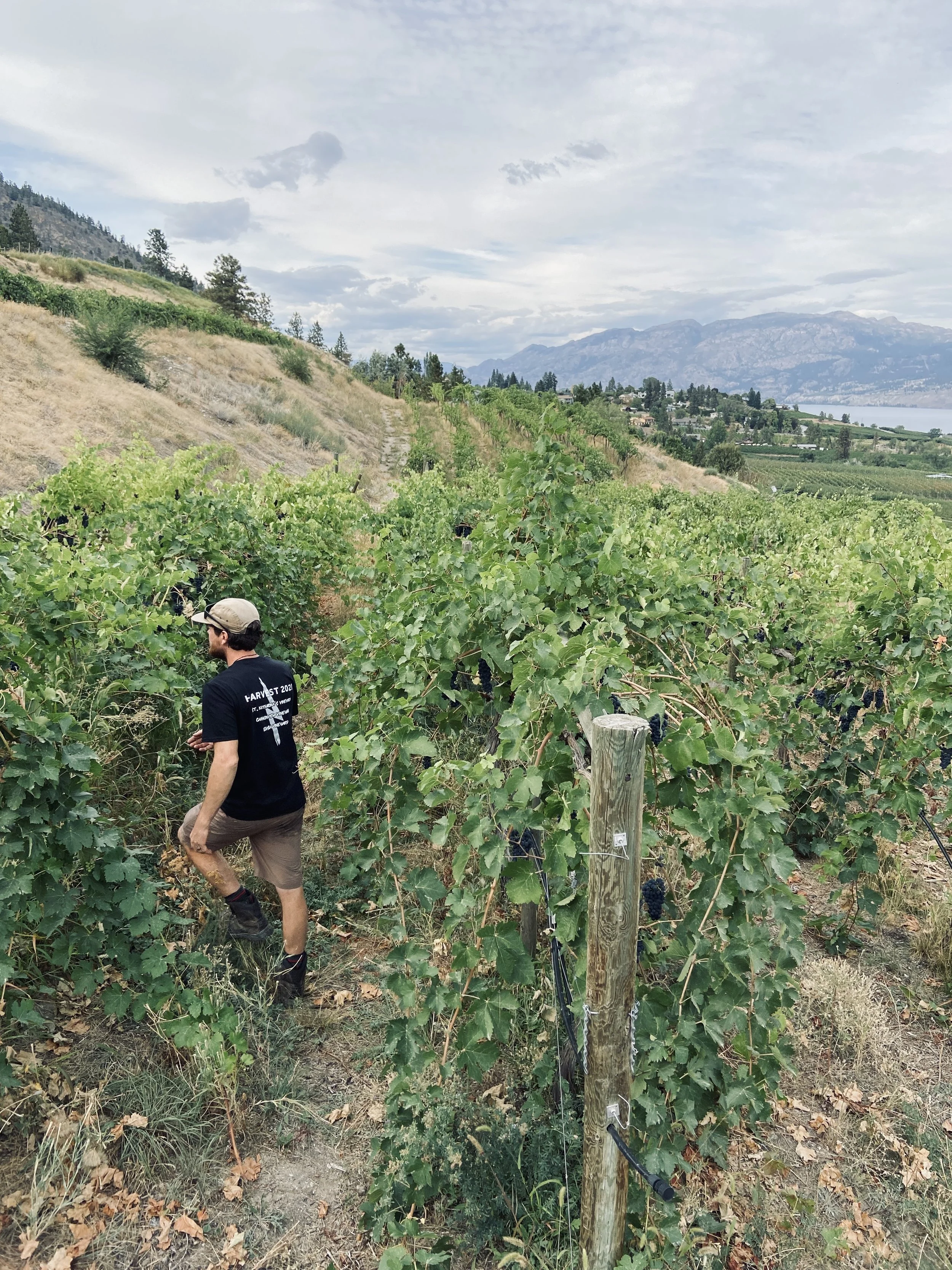 LIGHTNING ROCK TYLER IN ST KATHARINA VINEYARD.jpg