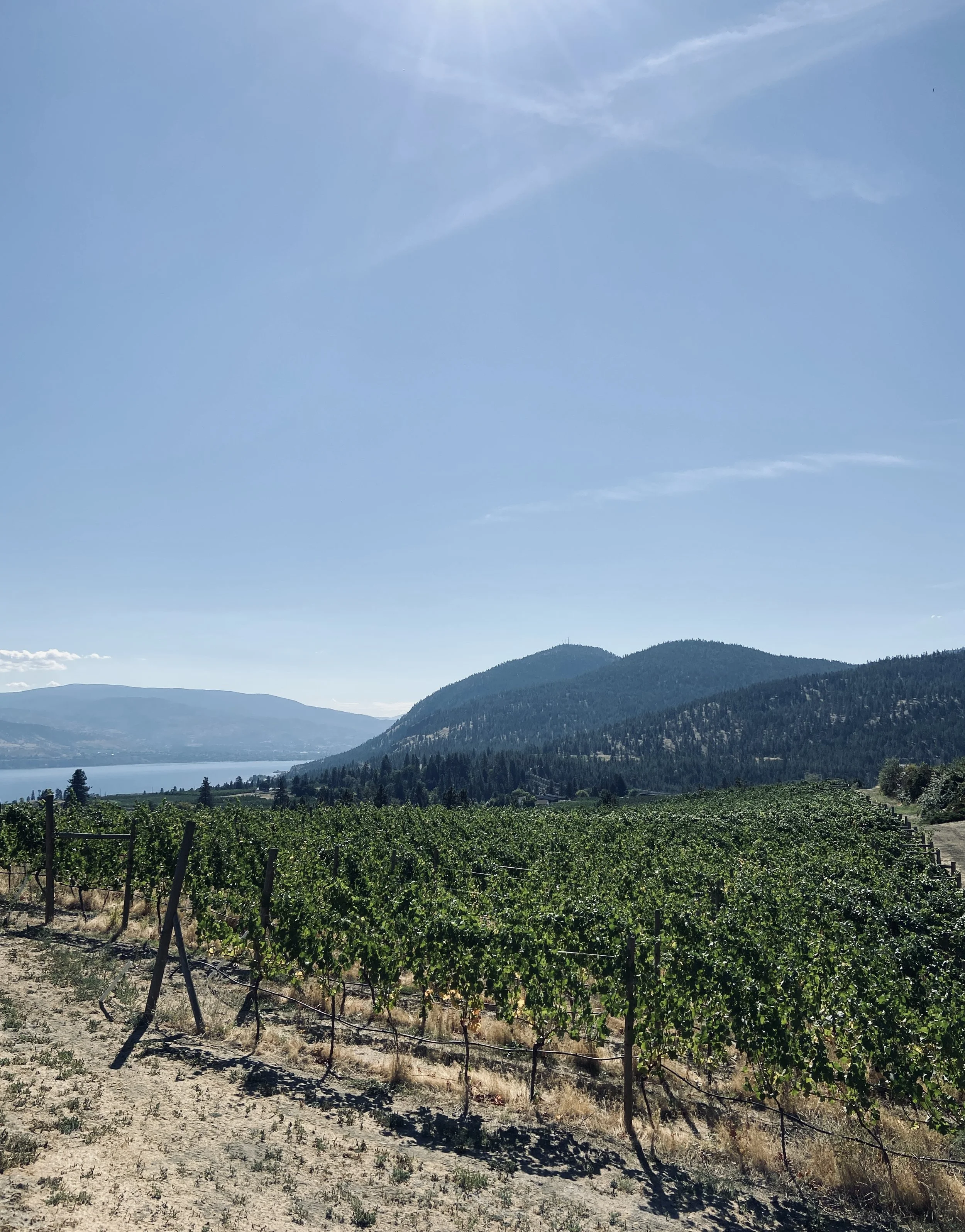 LIGHTNING ROCK ELYSIA VINEYARD SOUTH BLOCK.jpg