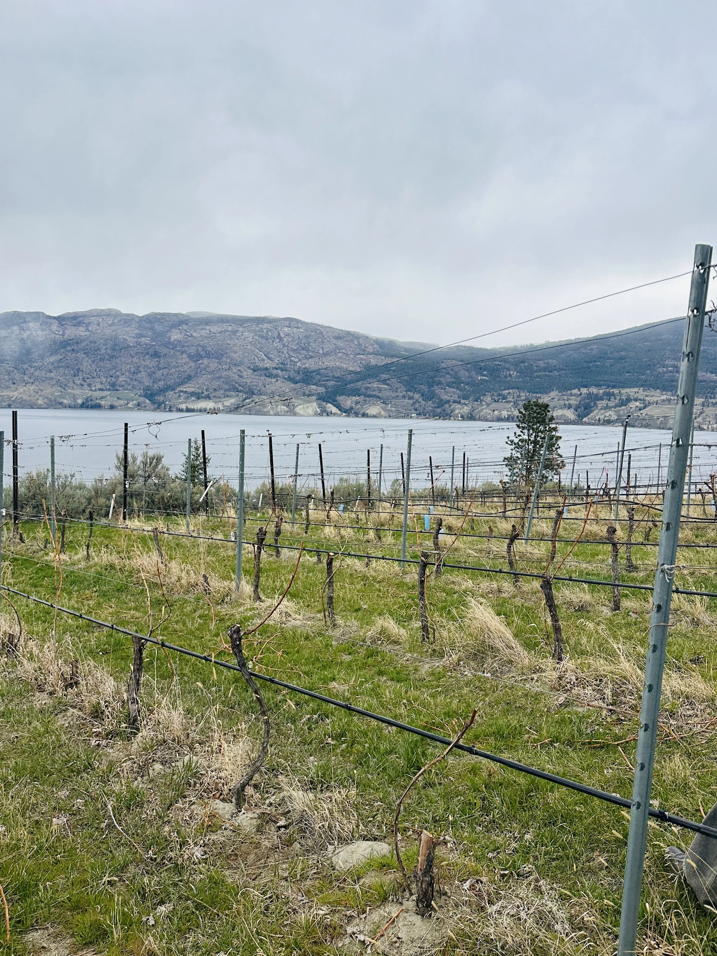 SAGE HILLS VINEYARD 1.jpg