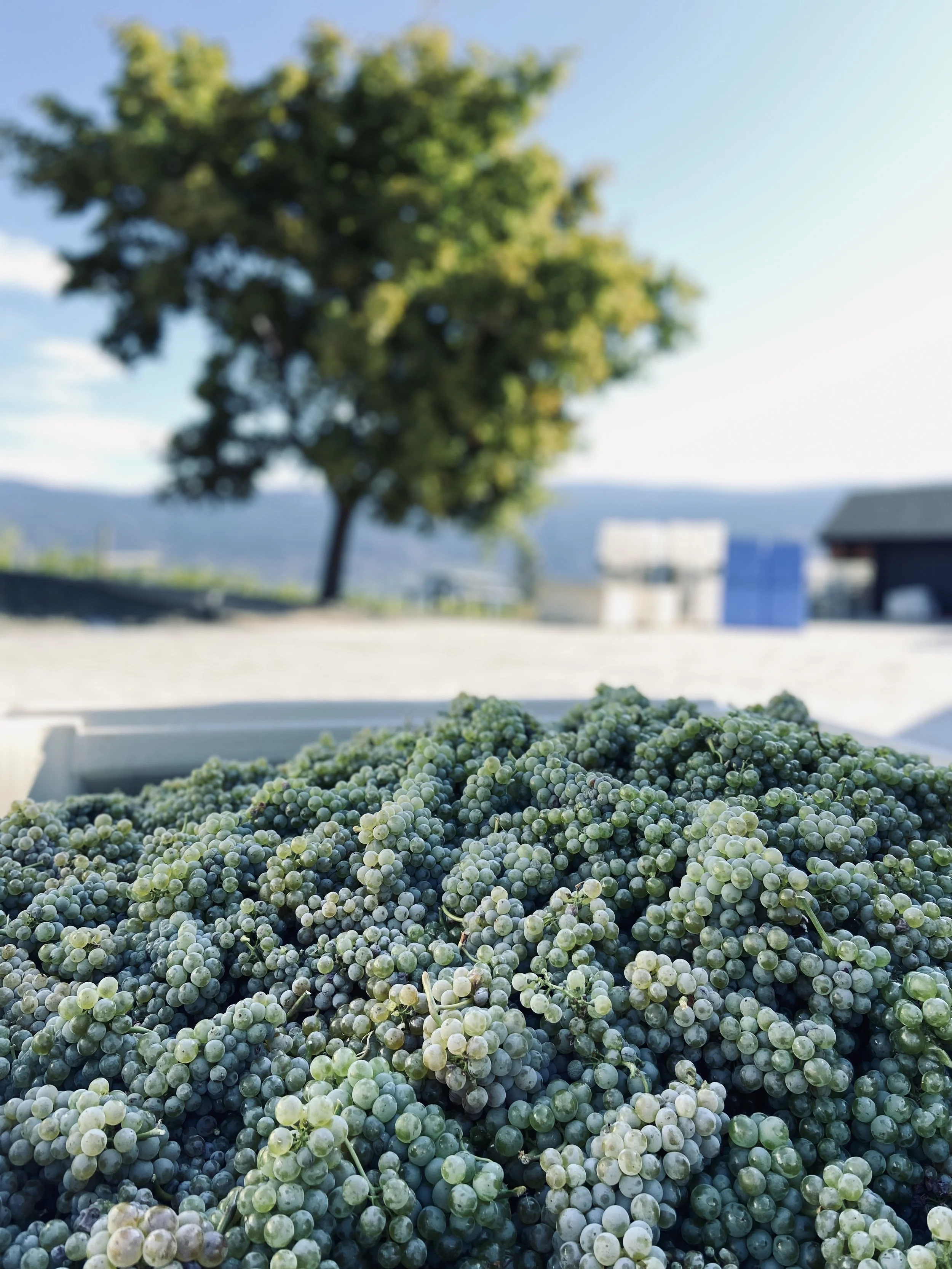 LIGHTNING ROCK SAUVIGNON BLANC.jpg