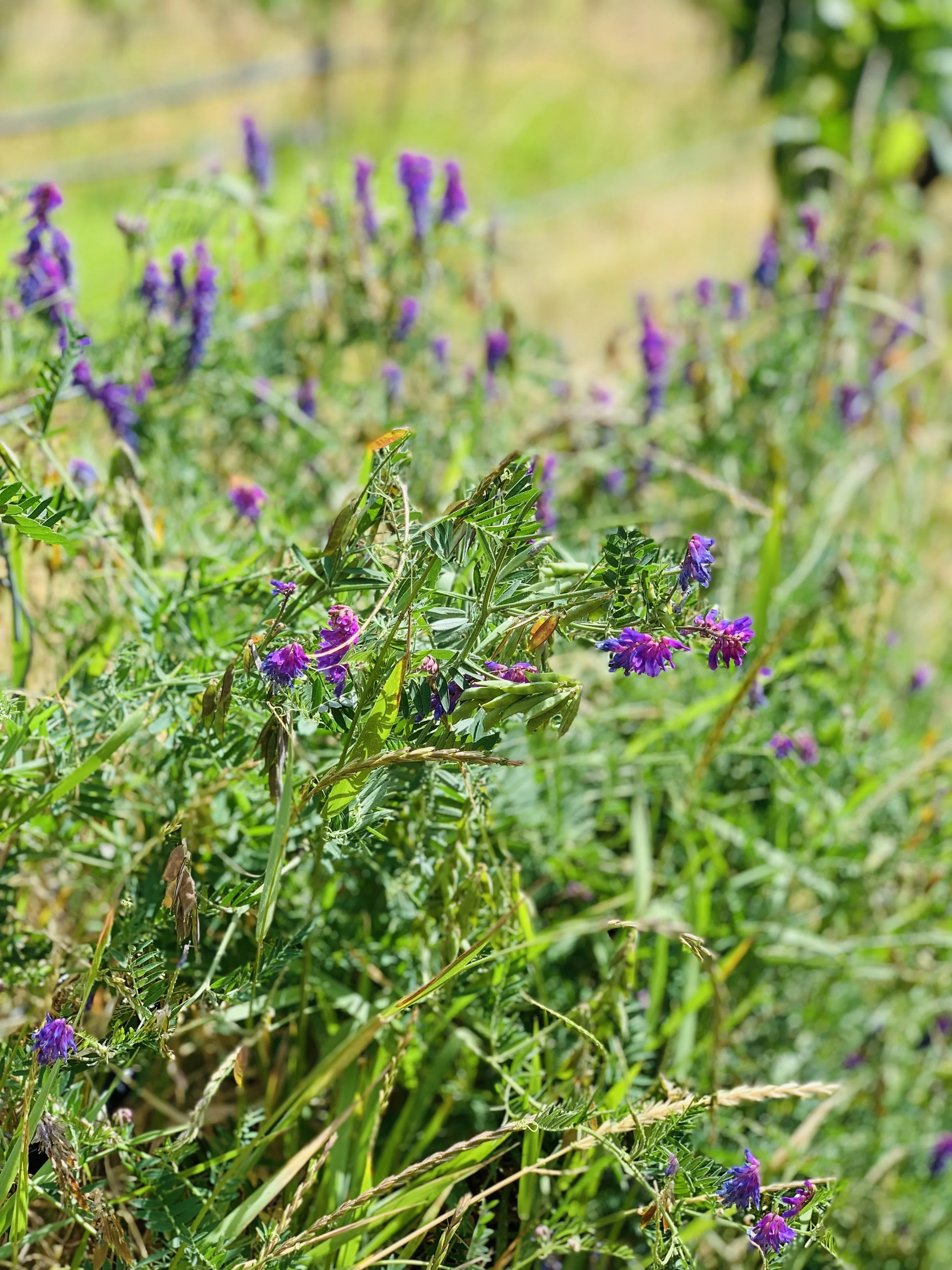 SAGE HILLS COVER CROP.jpg