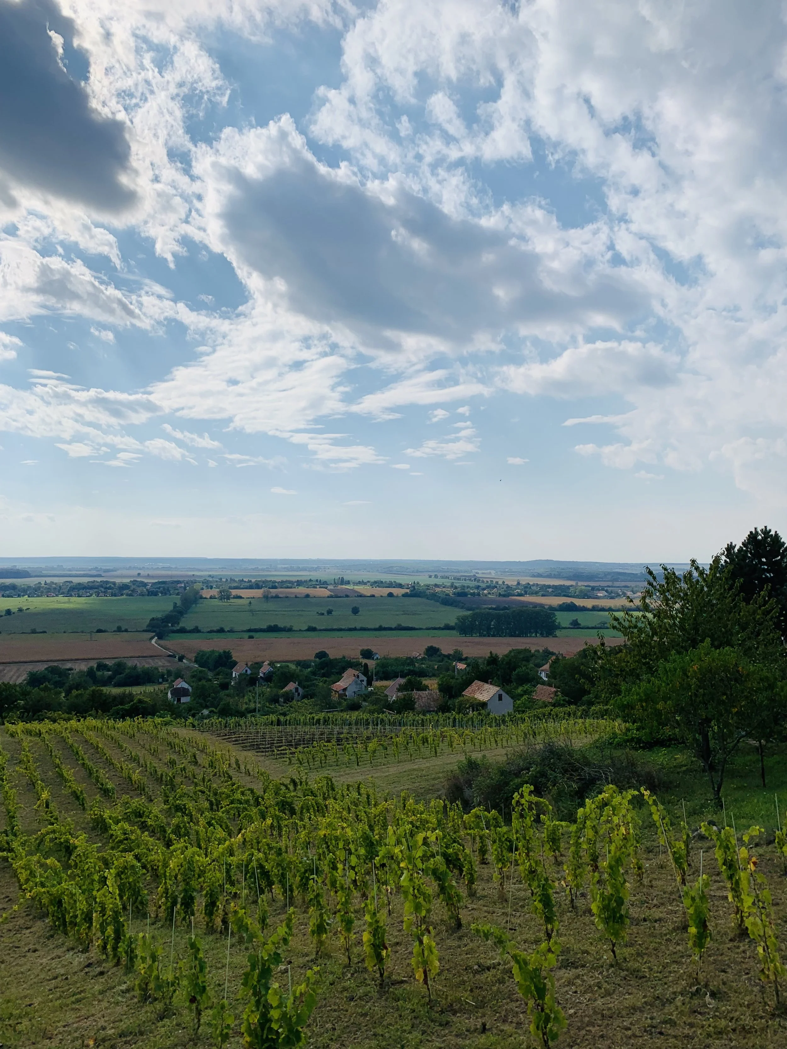 PETER WETZER SOMLO VINEYARD 7.jpeg