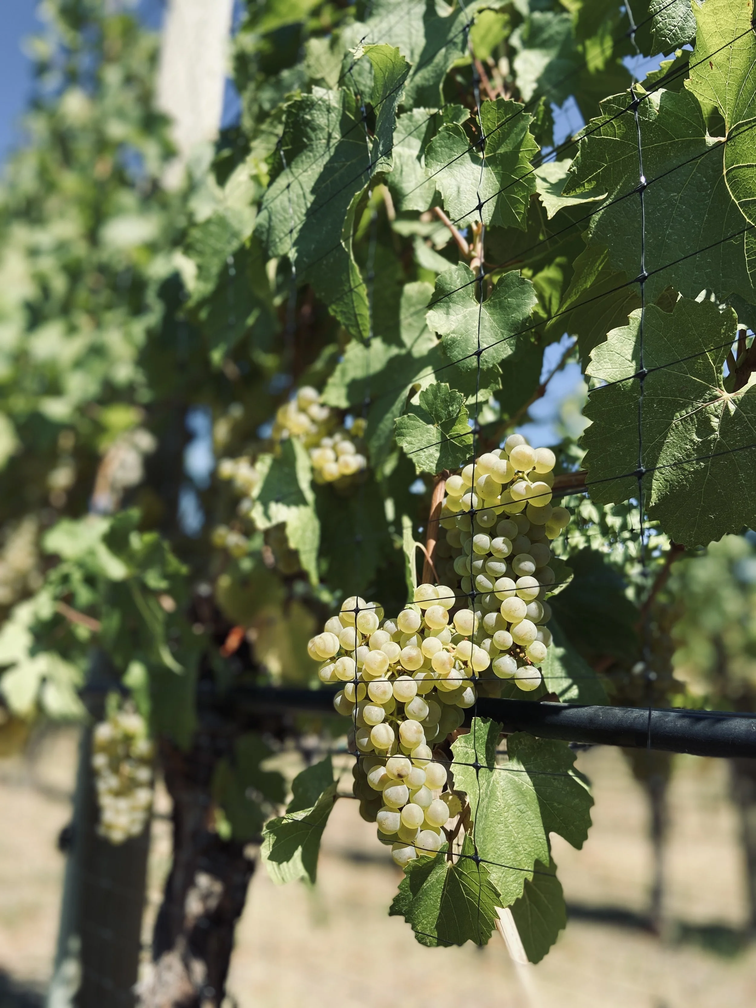 LIGHTNING ROCK CANYON VIEW CHARDONNAY GRAPES.jpg
