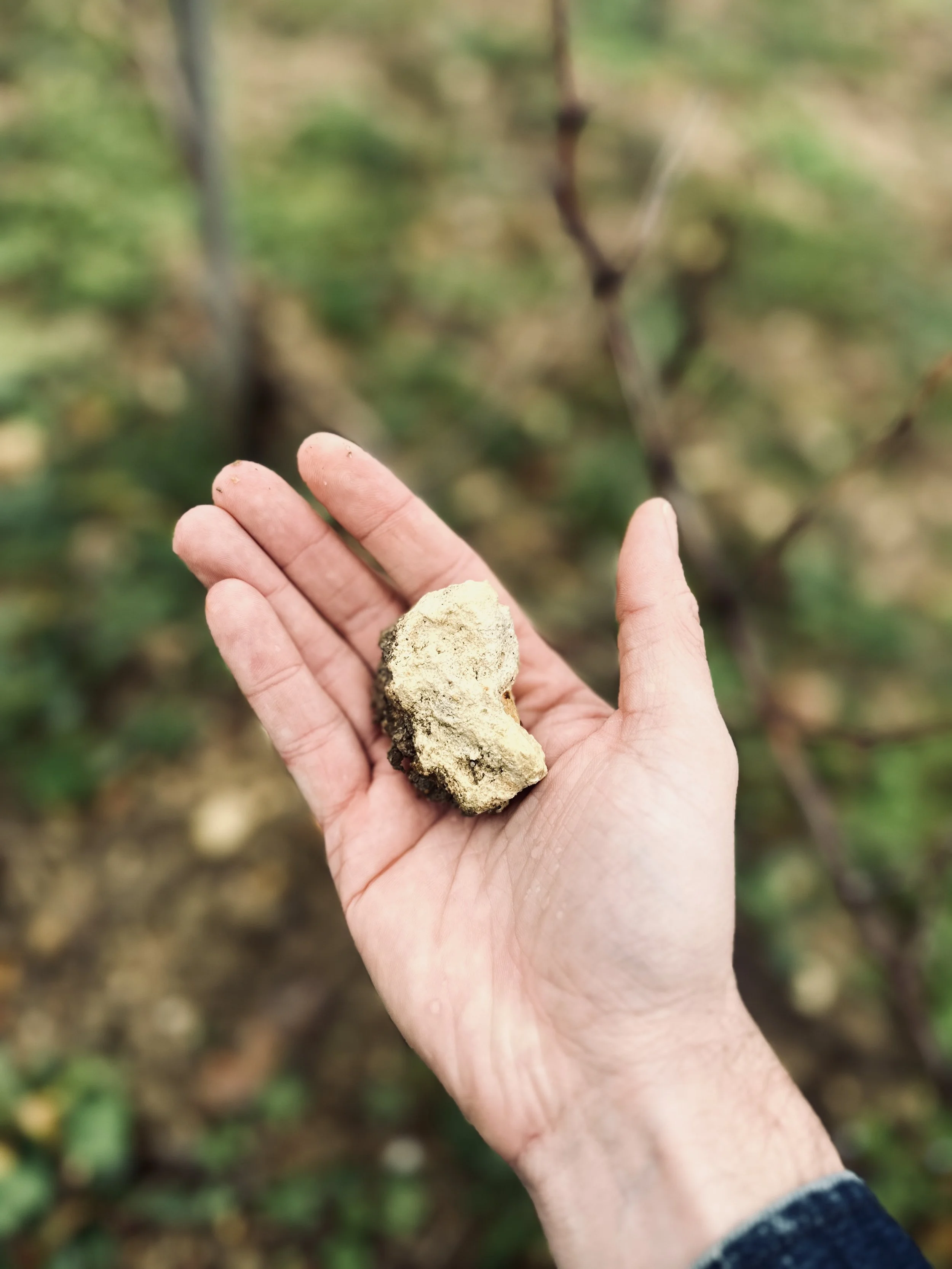DOMAINE BRETON LIMESTONE SOILS.jpg