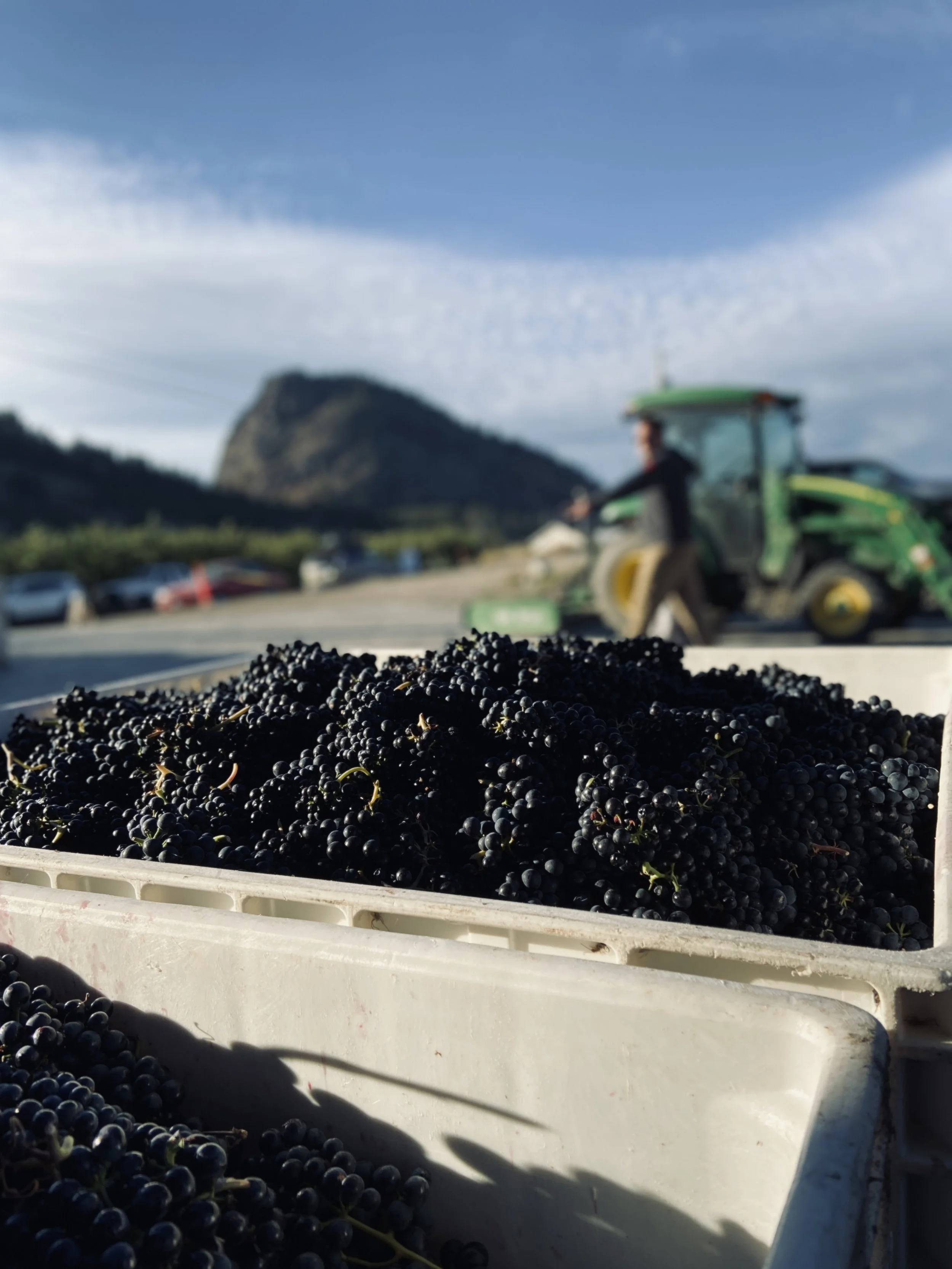 LIGHTNING ROCK PINOT NOIR HARVEST.jpg