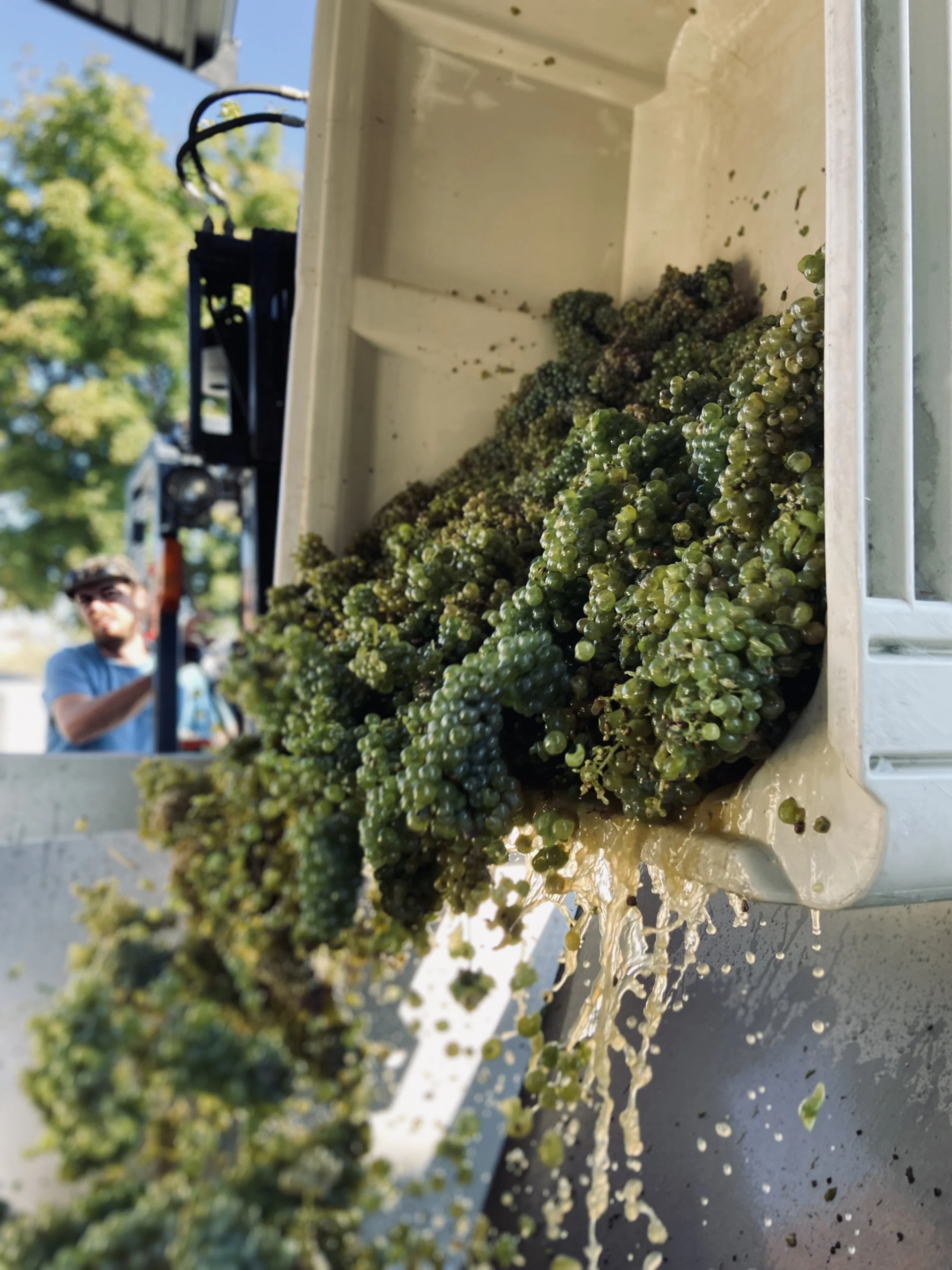 LIGHTNING ROCK FOOT CRUSHED SAUVIGNON BLANC.jpg