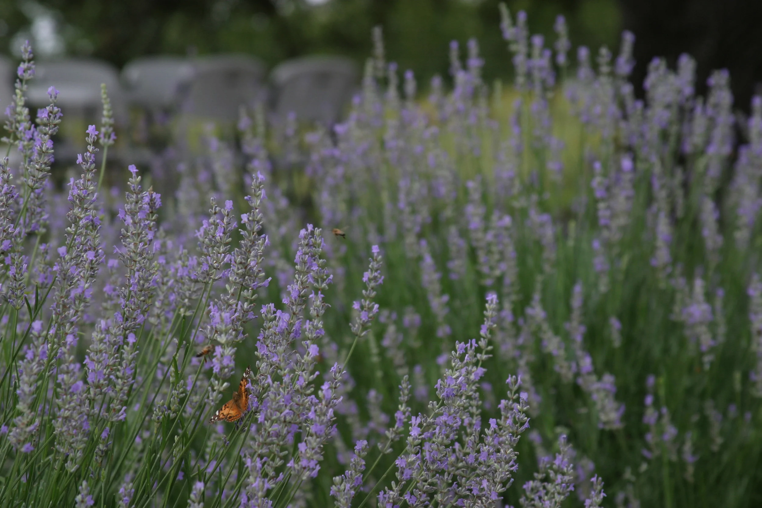 lavender.jpg
