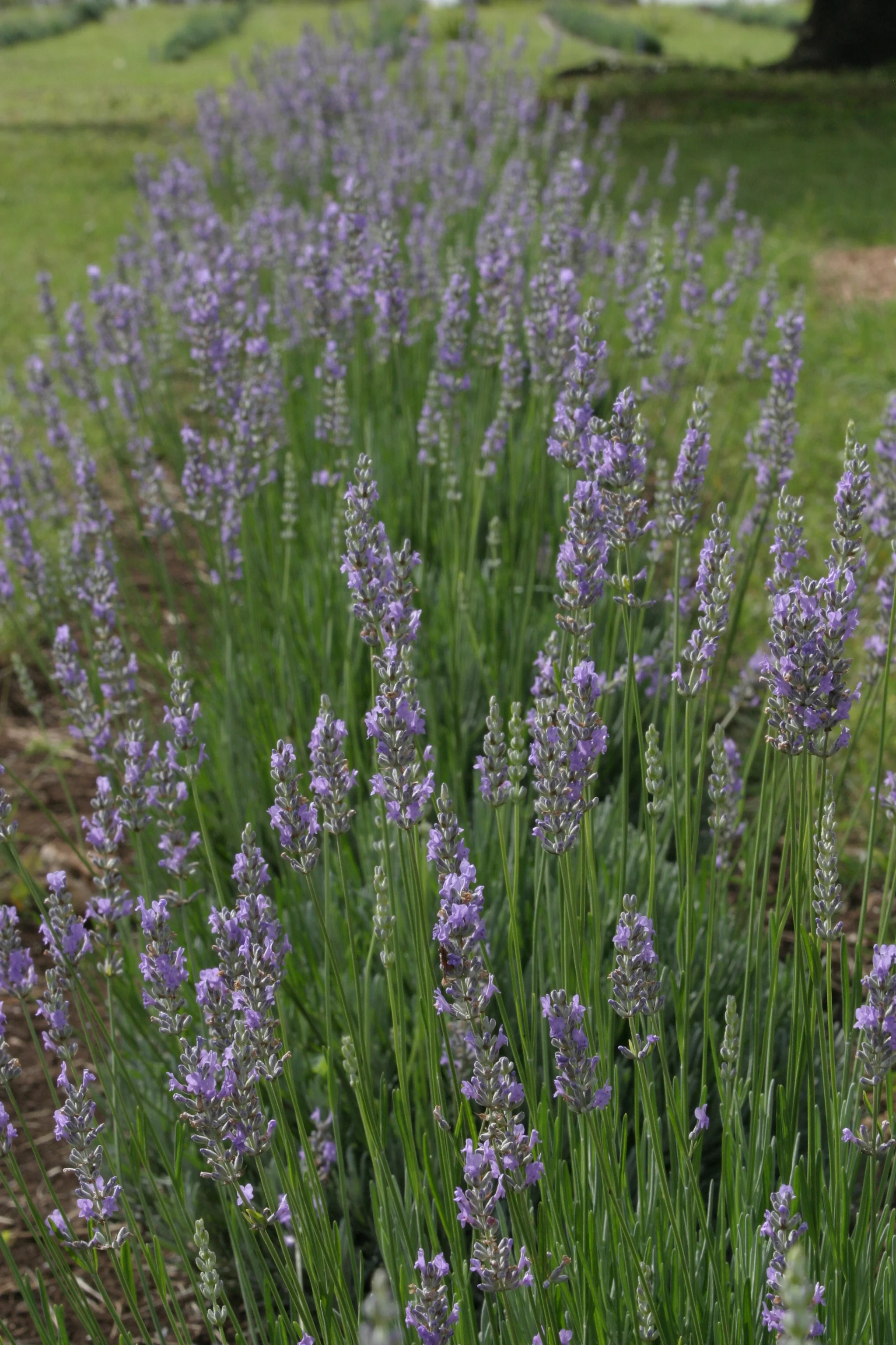 lavender 2.jpg