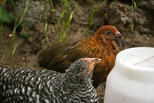 Chickens like fennel. I like cavalo nero.