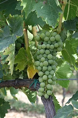 DaVinci Wine Cookbook: page 1 [of 10]