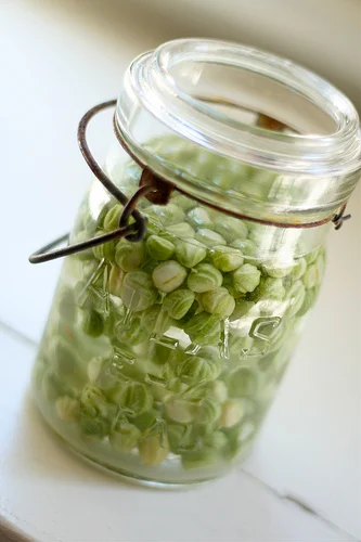 pickled nasturtium pods