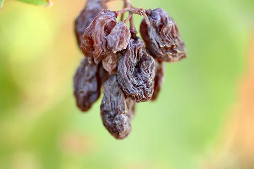 visiting raisin ranches in Fresno, CA