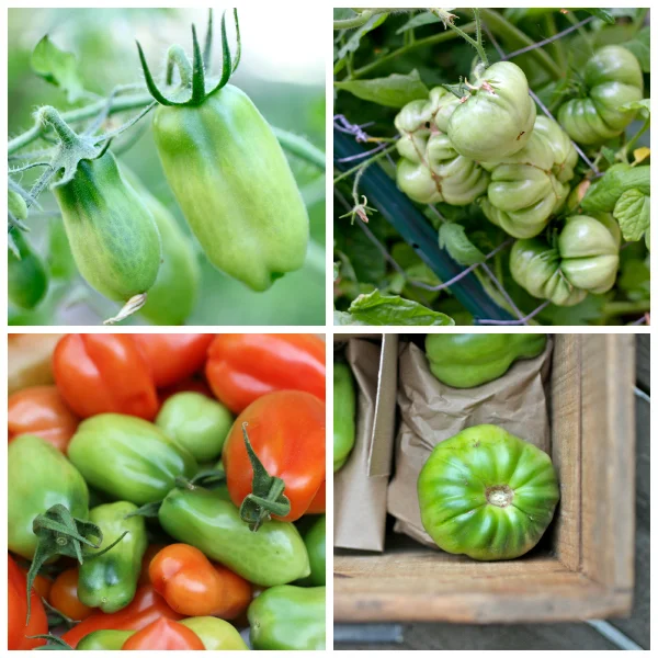 Green Tomato Recipes