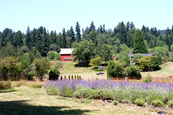 Oregon Lavender Farms