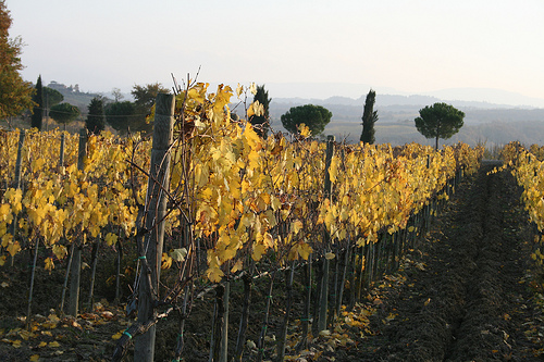 grape vines