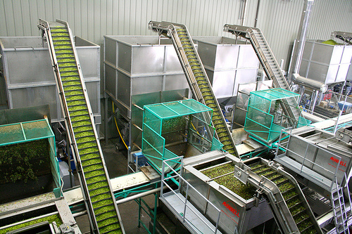 olive oil pressing