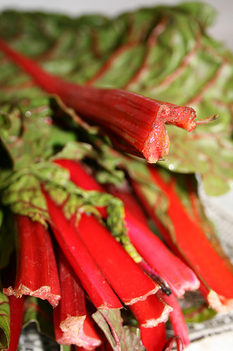 chard www.talkoftomatoes.com