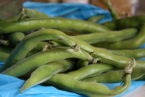 fava beans www.talkoftomatoes.com