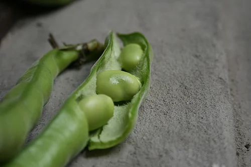 fava beans www.talkoftomatoes.com