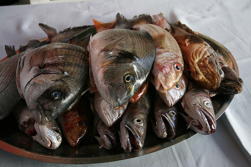 fish on plate