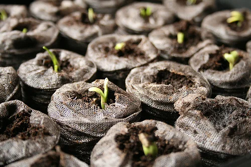 artichoke seed starts