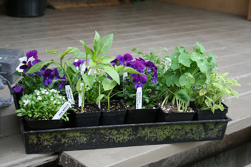 edible flowers