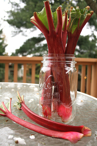 rhubarb www.talkoftomatoes.com