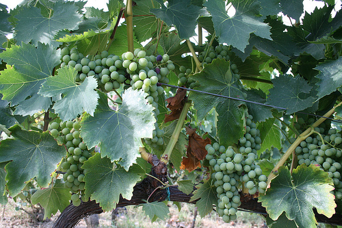 chianti grapes
