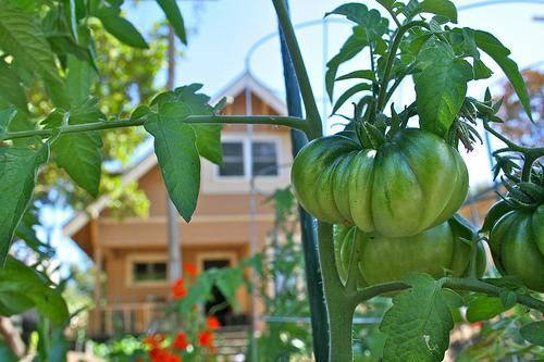 green tomatoes