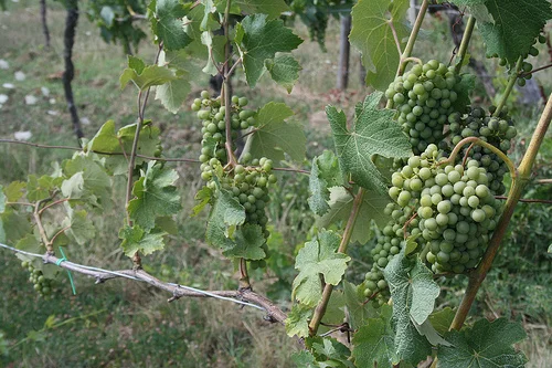 vines www.talkoftomatoes.com