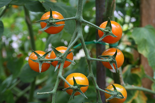 yellow tomato jam