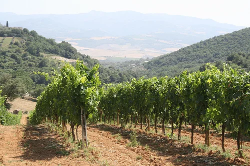 vineyards www.talkoftomatoes.com