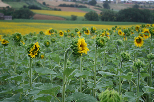 sunflowers www.talkoftomatoes.com