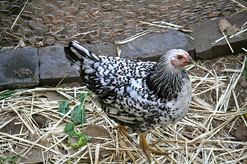 pepper