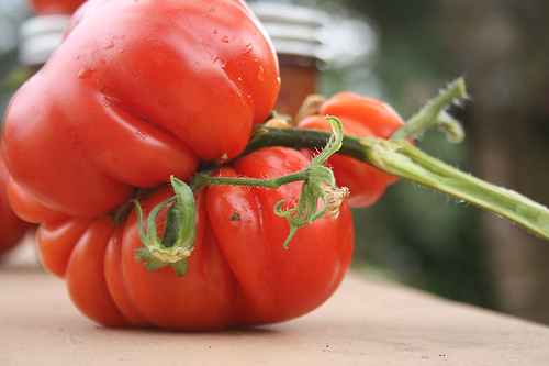 heirloom tomato