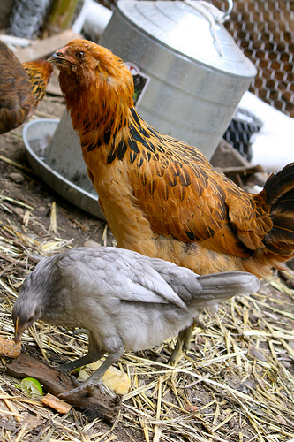 fleur and ginger