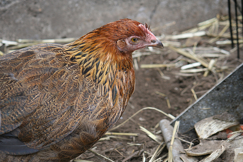 Brandy chicken