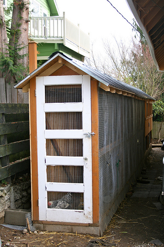 chicken coop