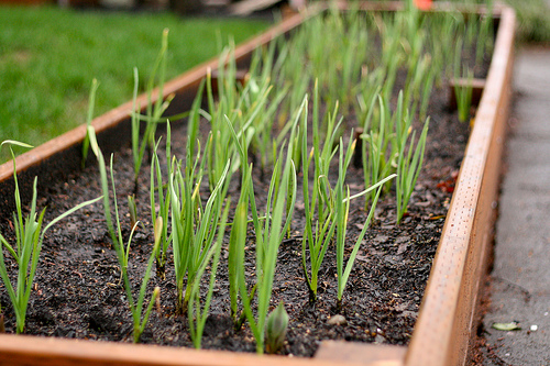 garlic starts