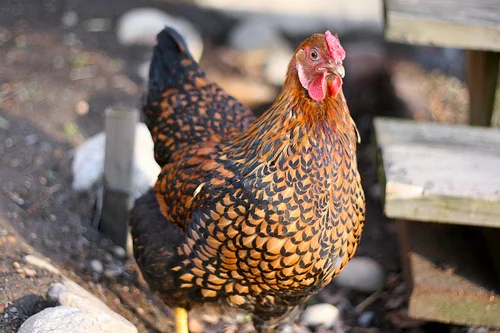 chicken