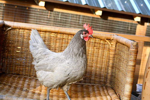 urban chicken